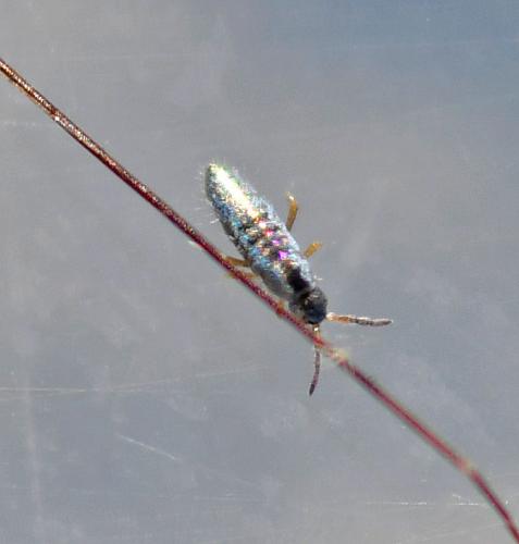 Lepidocyrtus lignorum